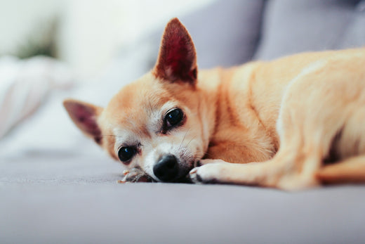 Why Should You Adopt a Senior Dog?
