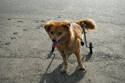 Surprising Benefits of Adopting Dogs With IVDD And Other Special Needs