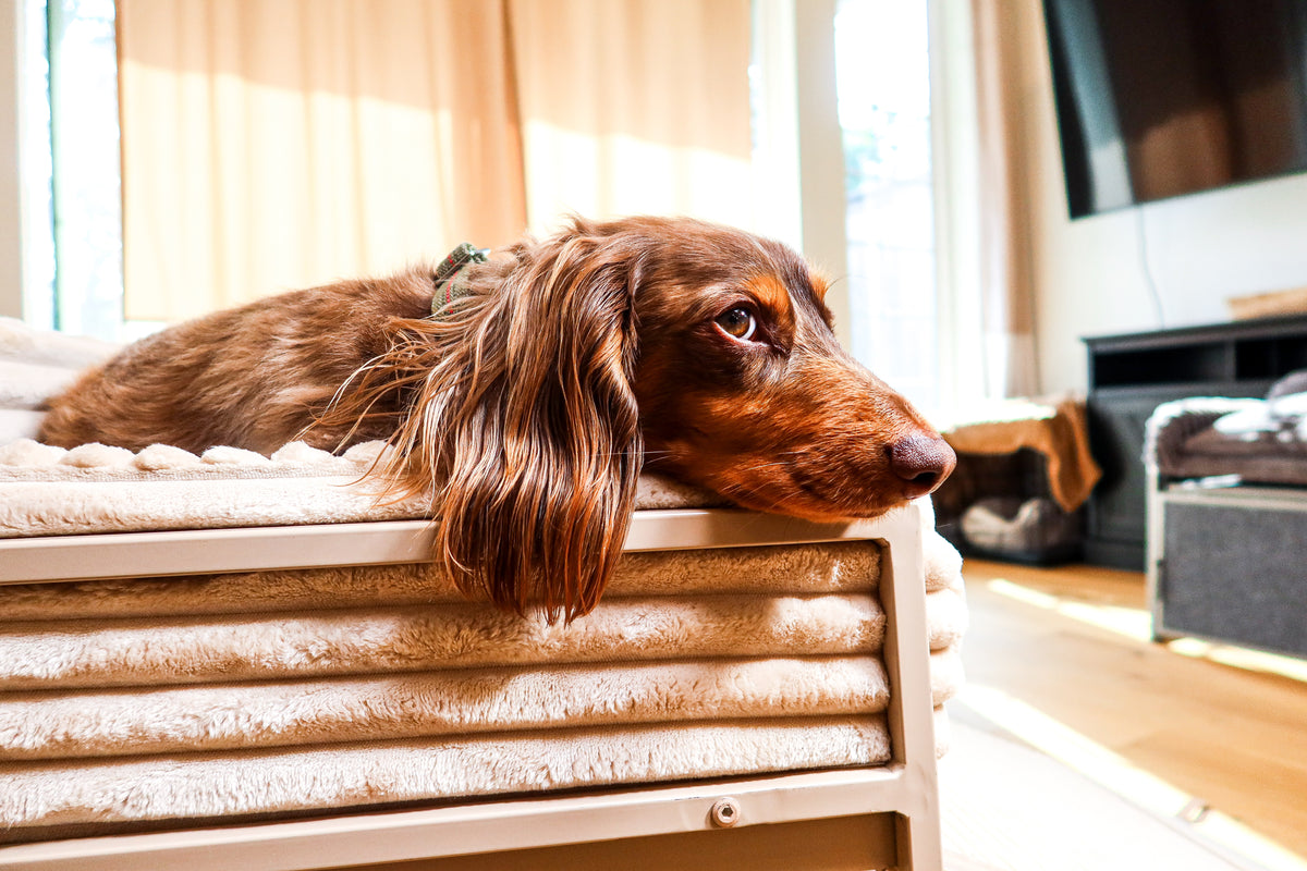 Vip Seating Dogs Office Chair For Your Dog with easy access ramp – SeatMate